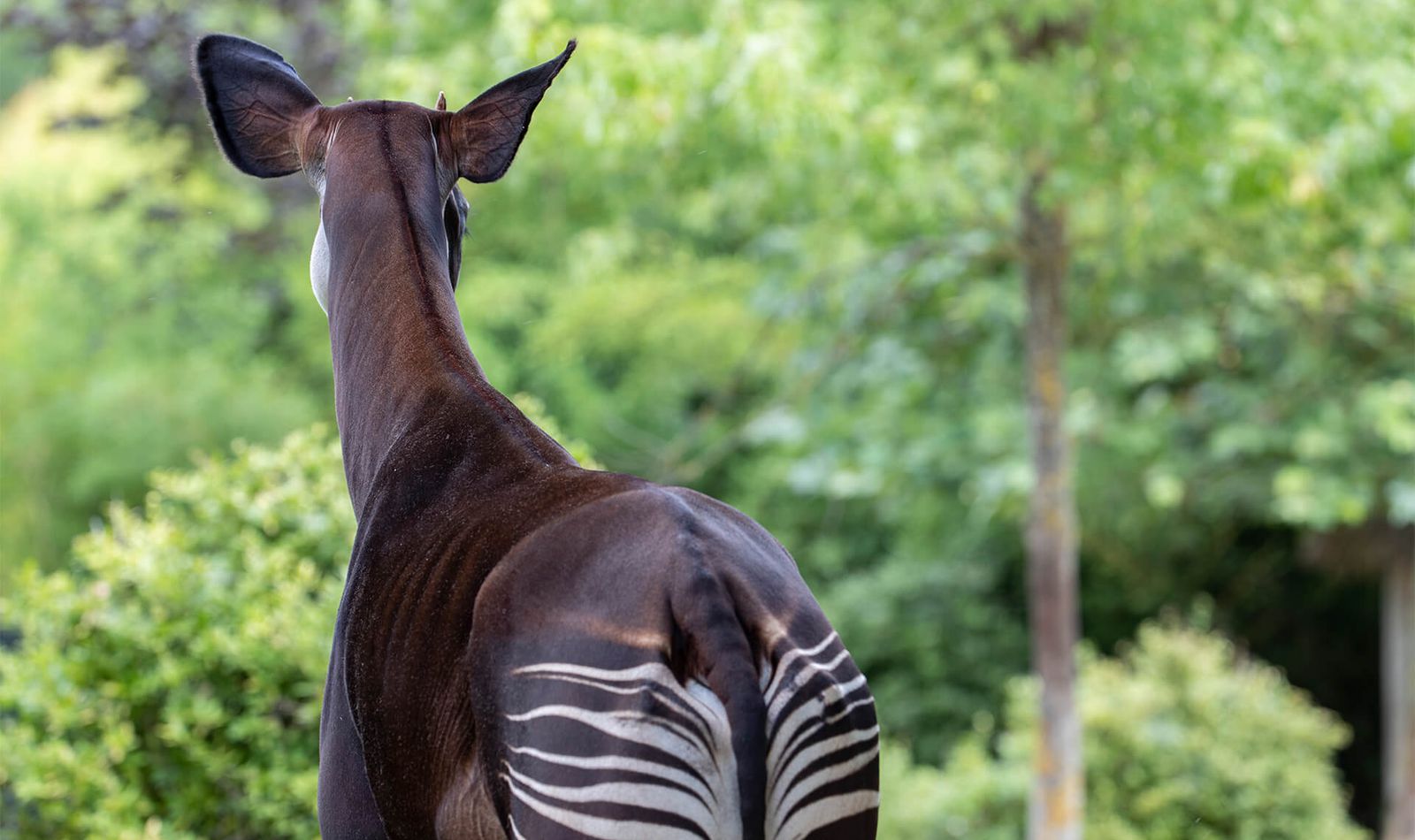 Okapi - Animaux extraordinaires du ZooParc