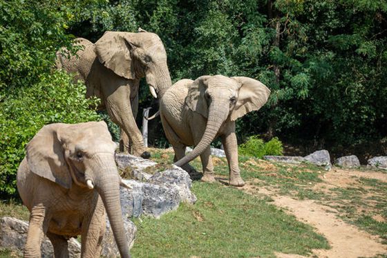 Journée mondiale des éléphants : protégeons le géant d’Afrique !