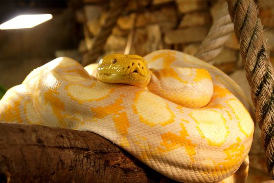 Albino python