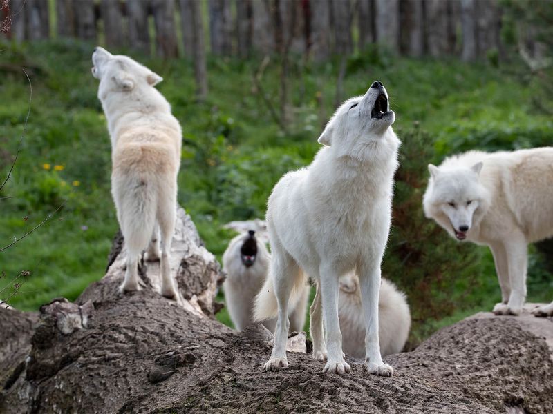 Loups arctiques - Animaux extraordinaires du ZooParc