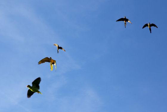 Vol des perroquets - Spectacle d'oiseaux - Les Maîtres des Airs