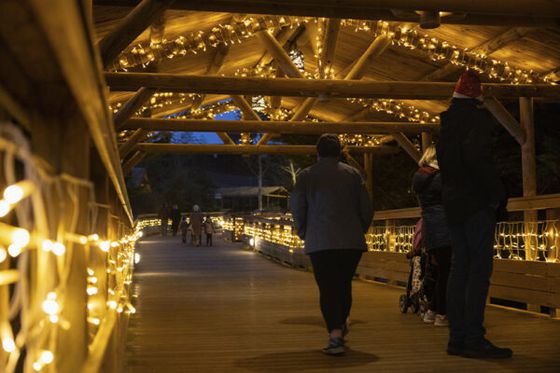 Noël 2025 à Beauval : un festival de lumière et de moments à partager