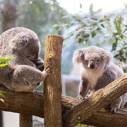 La Serre des Koalas - Territoire du ZooParc de Beauval