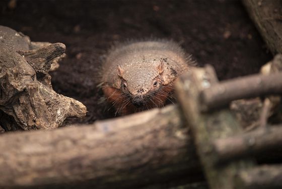 Tatou velu - Les animaux de La Serre Tropicale des Oiseaux - ZooParc de Beauval