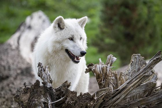 Loup arctique