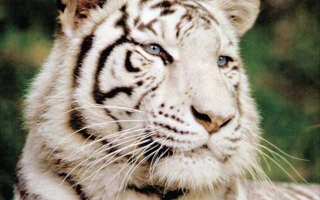 Tigre blanc - L'histoire du ZooParc
