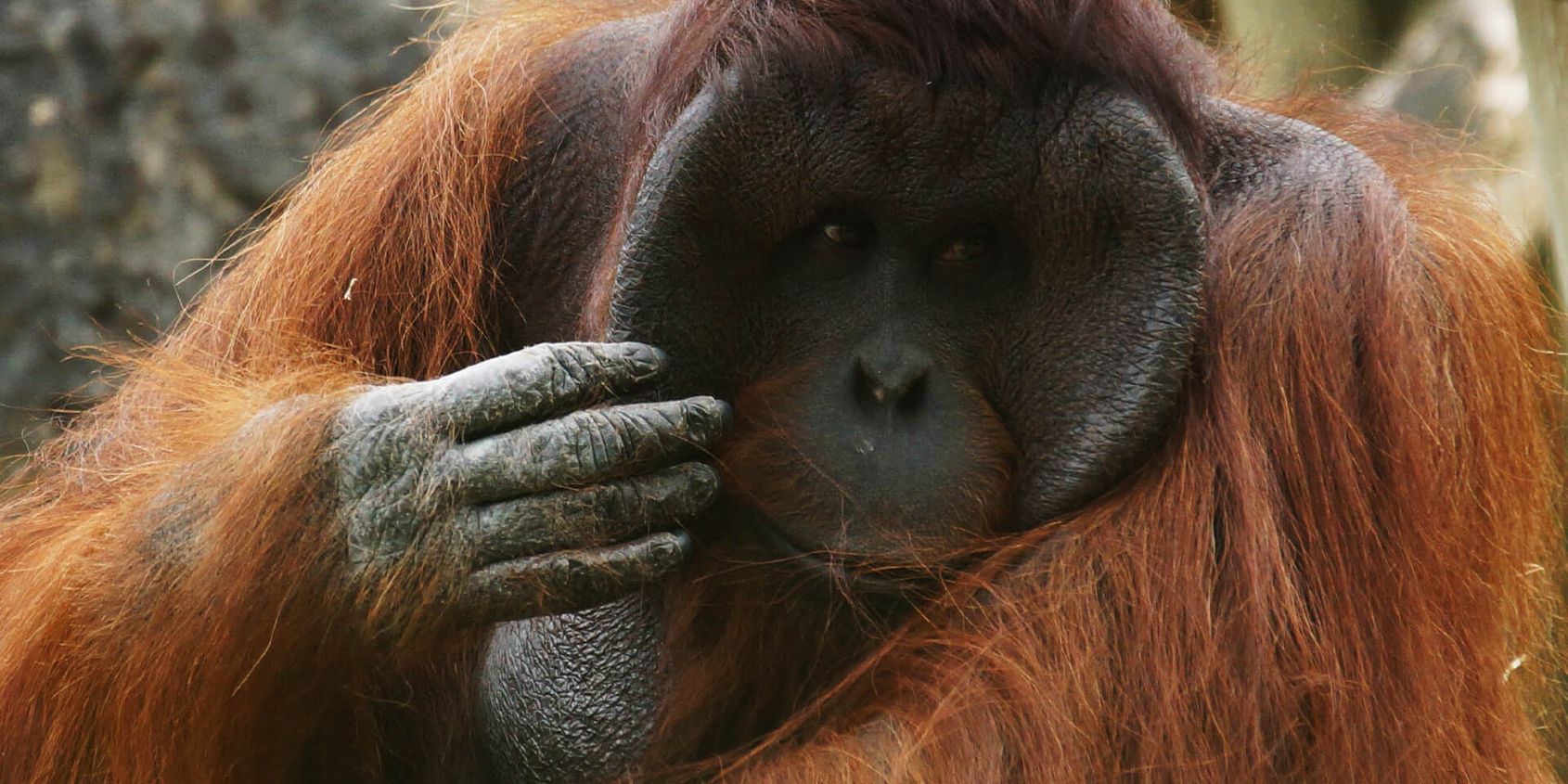 Mâle orang-outan - Les animaux de La Serre des Chimpanzés et Orangs-outans - ZooParc de Beauval