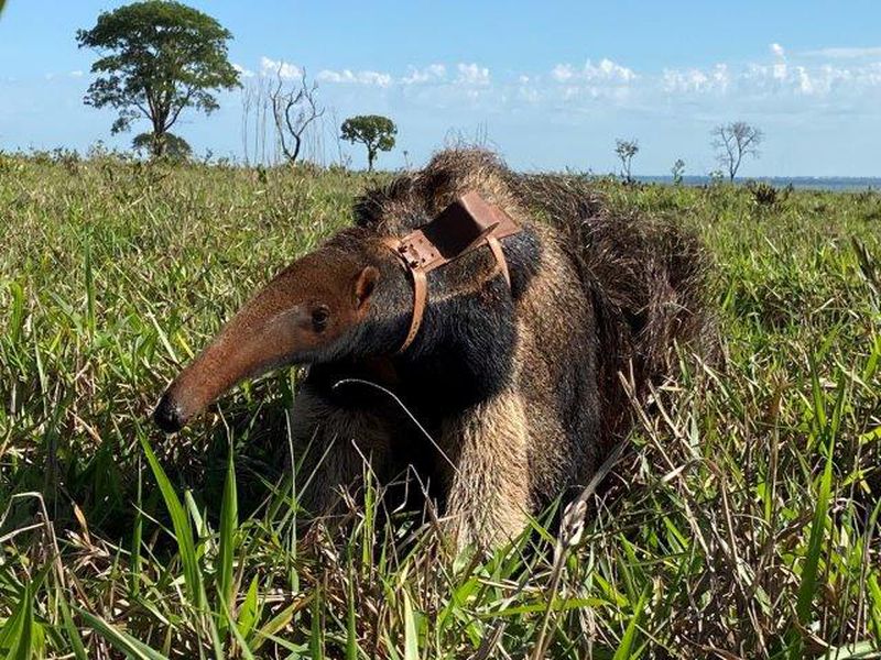 Brazil anteater program - Beauval Nature Association