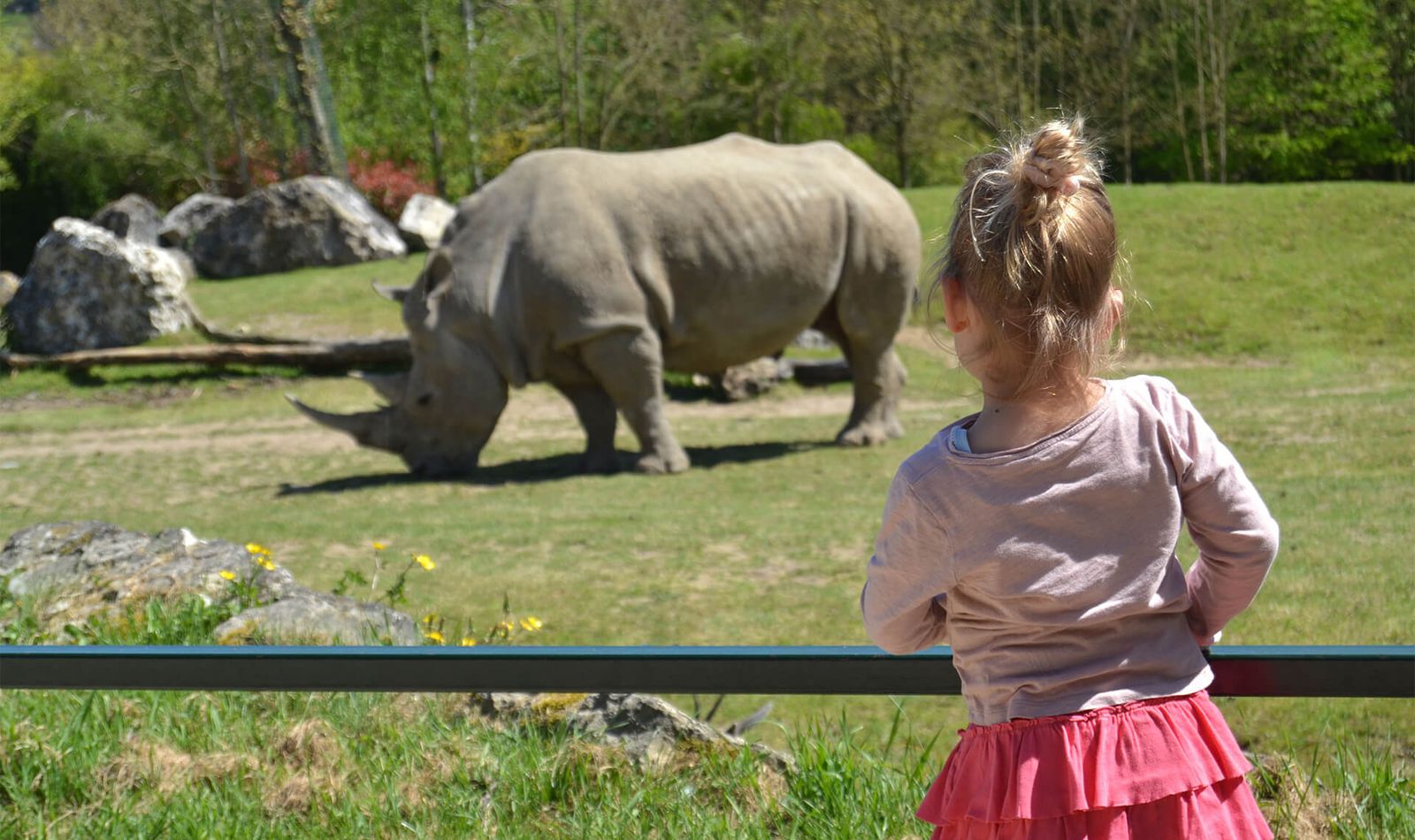 Visiter La Savane Africaine - Rhinocéros Blanc - ZooParc de Beauval