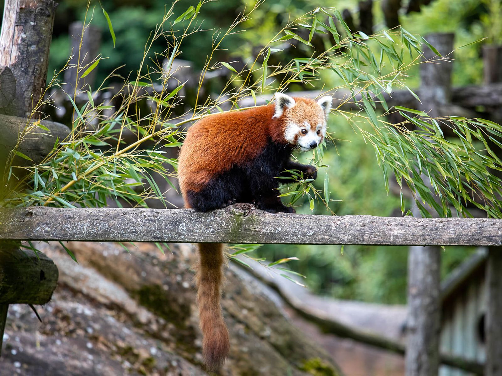 Panda roux ZooParc de Beauval
