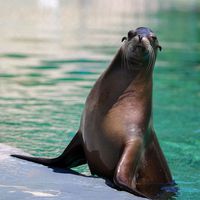 Otarie de Californie - Animaux extraordinaires du ZooParc