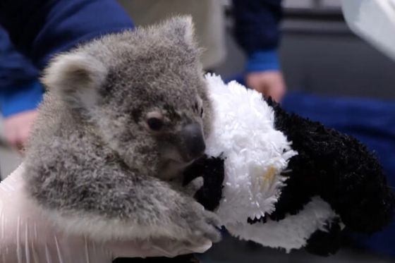 Du rififi chez les koalas !