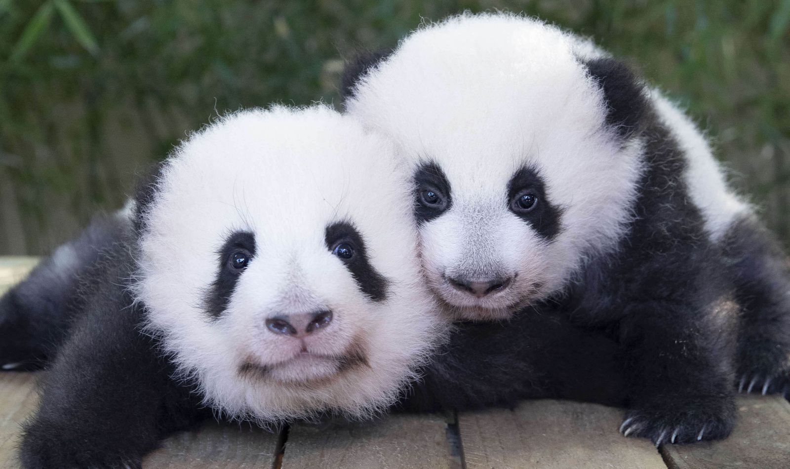 Panda cubs 2021 | ZooParc de Beauval