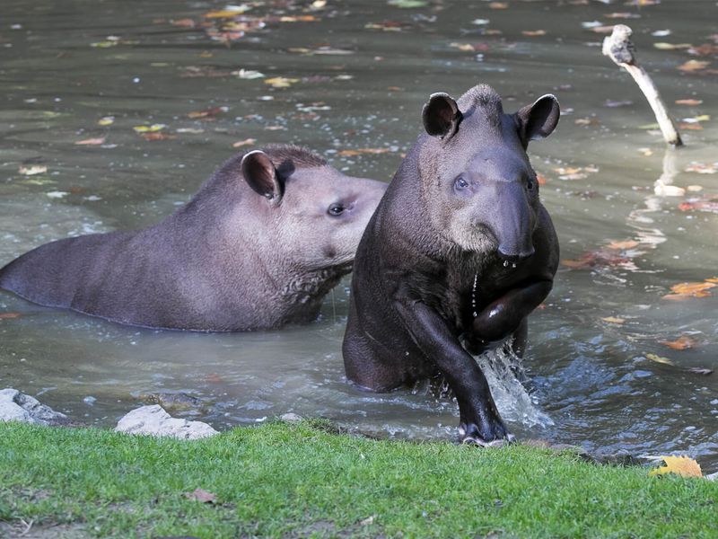 Tapirs terrestres - Animaux extraordinaires du ZooParc