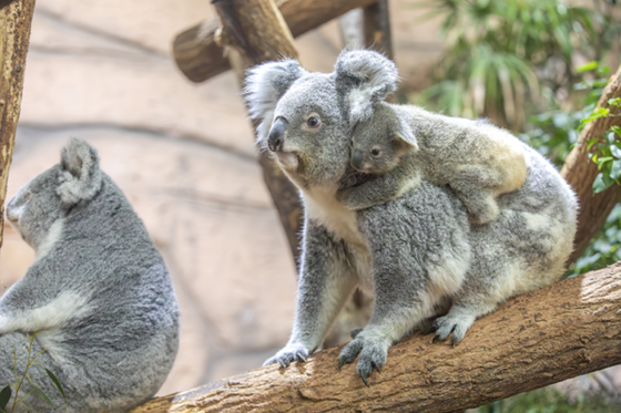 Et le prénom du bébé koala de Genoa est…