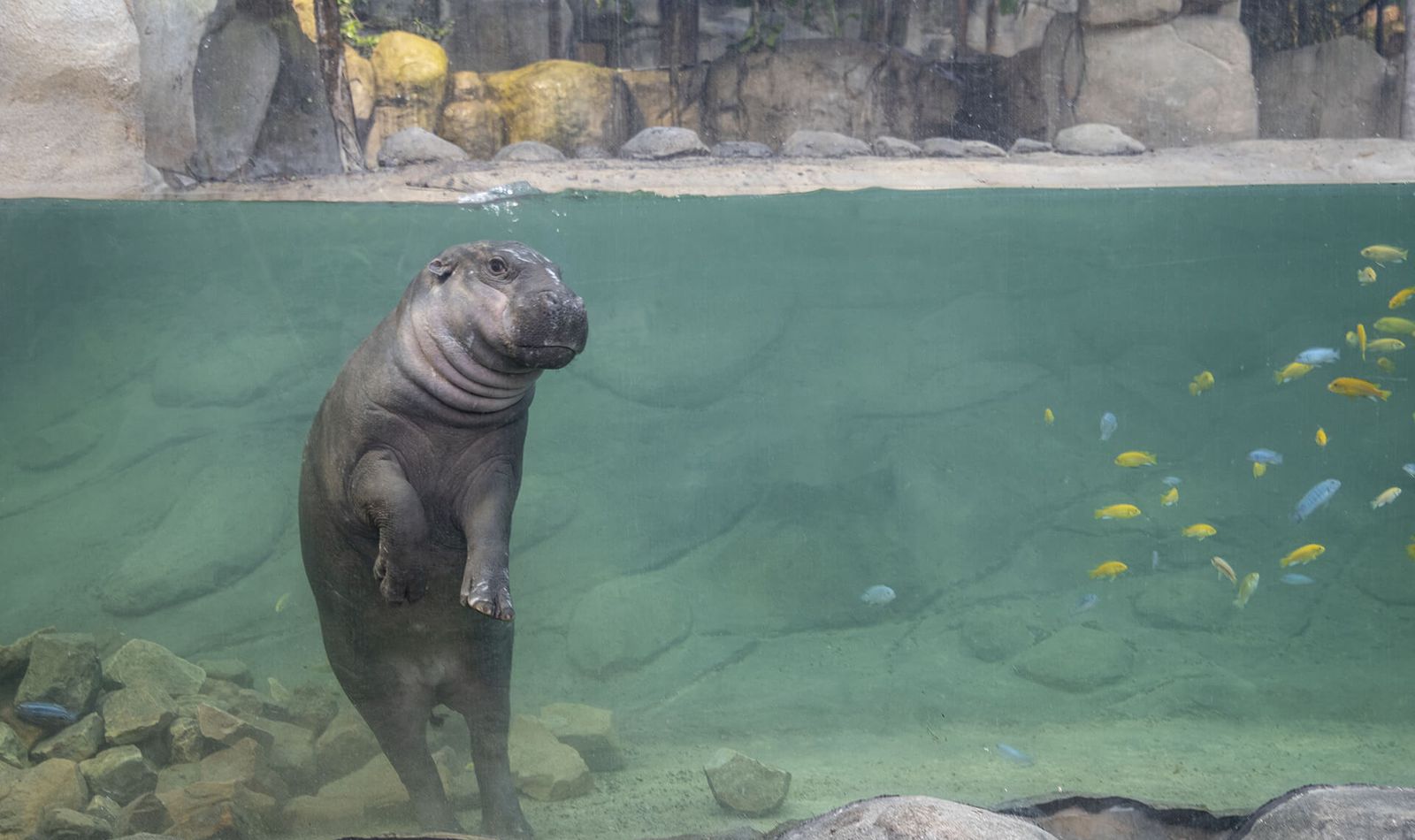 Hippopotame pygmée - Animaux extraordinaires du ZooParc