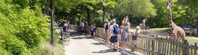 Bon plan séjour - Réduction sur les chambres d'hôtels - ZooParc de Beauval