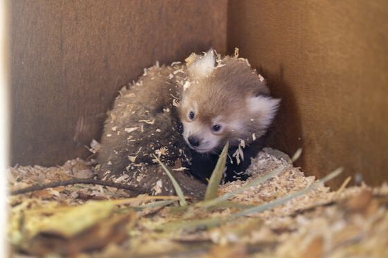 Un bébé panda roux est né à Beauval !