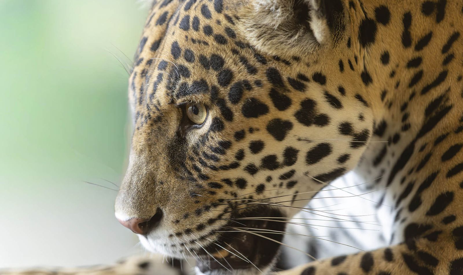 Jaguar - Animaux extraordinaires du ZooParc