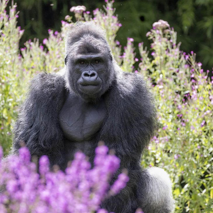 Gorille des plaines de l'Ouest - Animaux extraordinaires du ZooParc