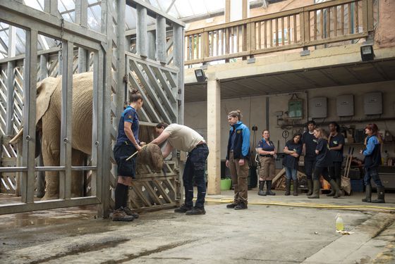 enclos éléphants - Activité adulte Soigneur d'un Jour - ZooParc de Beauval