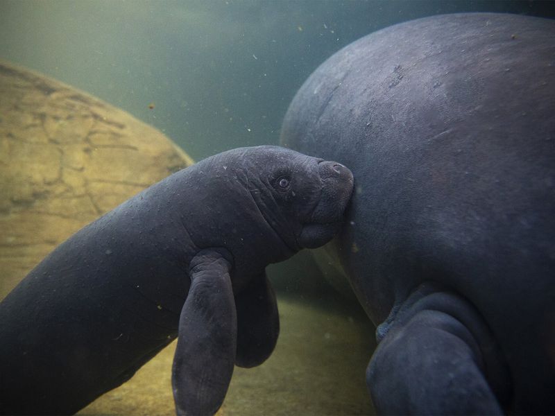 Lamantin des Caraïbes - Animaux extraordinaires du ZooParc