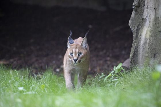 L’AFdPZ missionnée pour lutter contre le trafic d’espèces sauvages