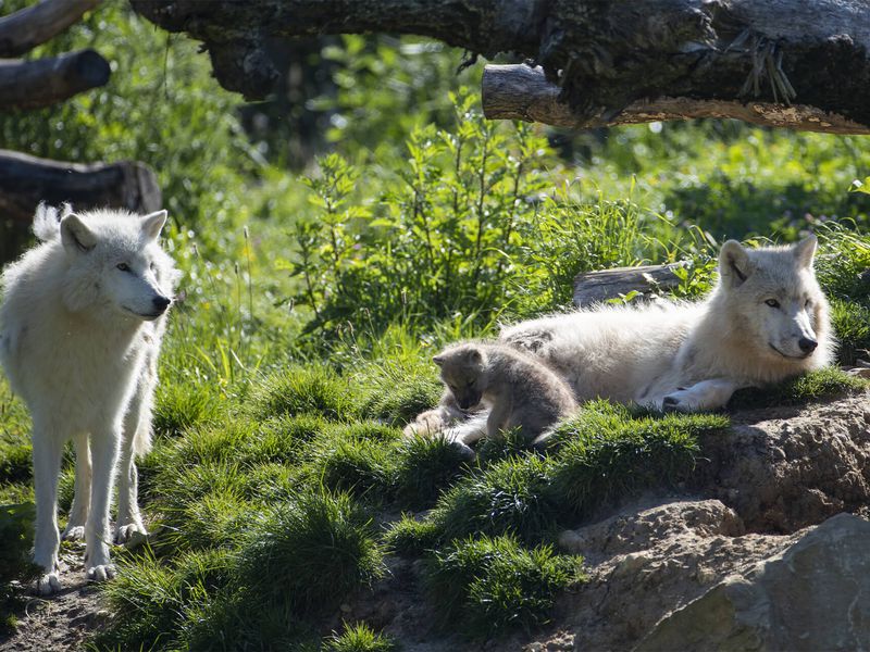 Loups arctiques et son bébé - Les animaux du Territoire Nord-Américain - ZooParc de Beauval