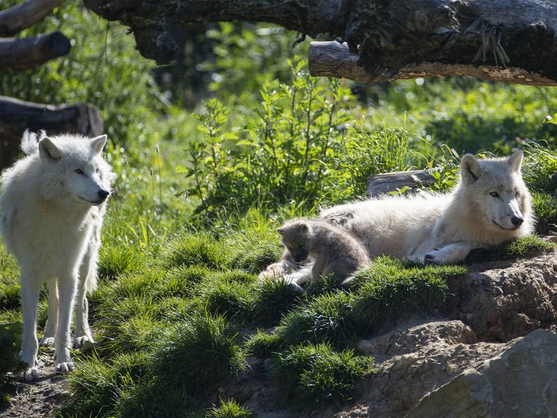 Arctic wolves