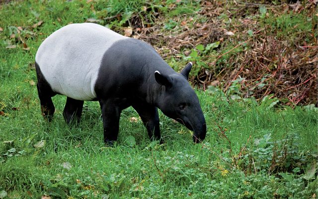 Tapir à dos blanc - L'histoire du ZooParc