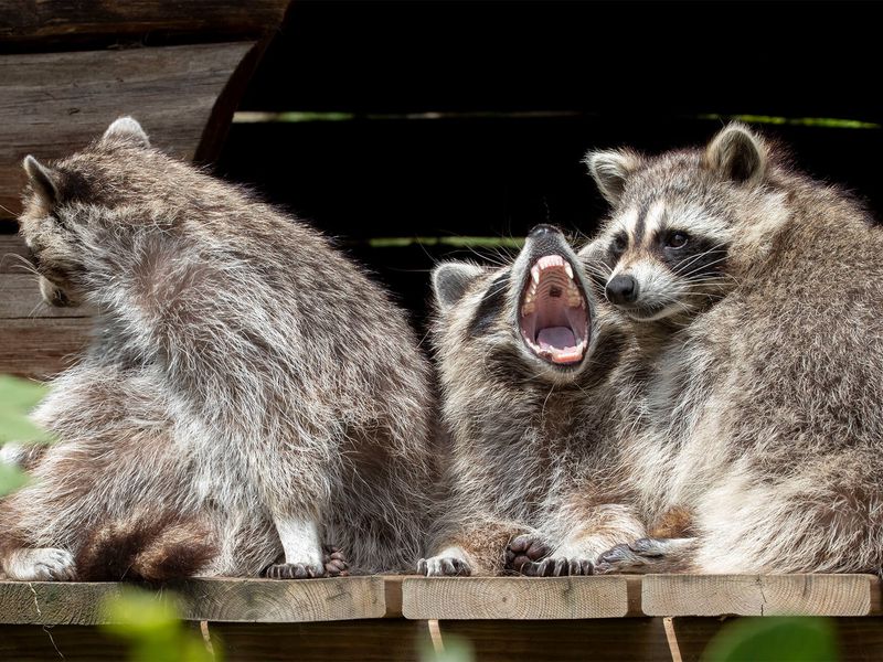 Raccoon | ZooParc de Beauval