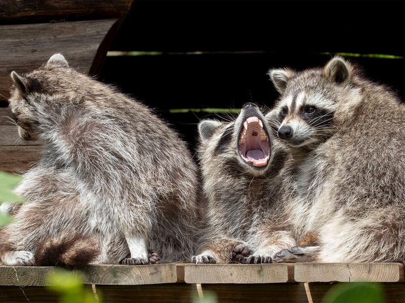 Ratons laveurs - Animaux extraordinaires du ZooParc