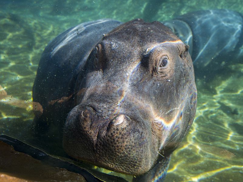 Hippopotame sous l'eau - Beauval Nature - ZooParc de Beauval