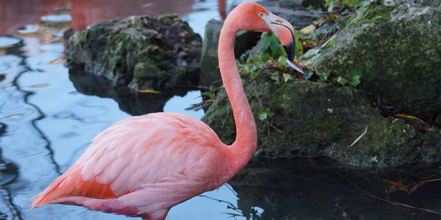 Flamant rose de Cuba - Les animaux de L'Allée Historique - ZooParc de Beauval