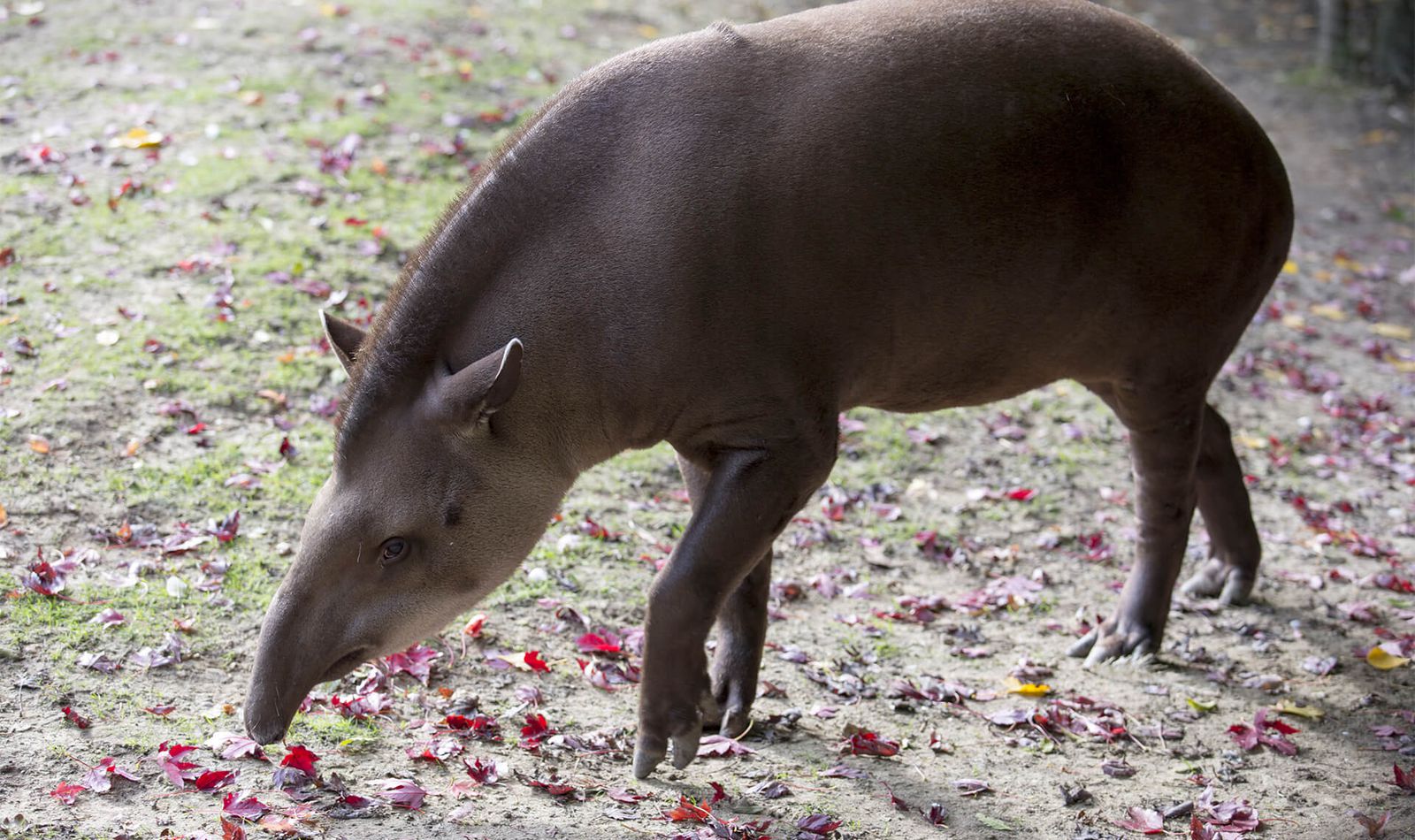 Tapir terrestre - Animaux extraordinaires du ZooParc