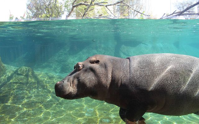 Hippopotame commun - L'histoire du ZooParc