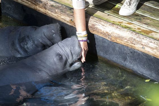 Vivez l’expérience Soigneur d’un Jour au plus près des animaux cet hiver