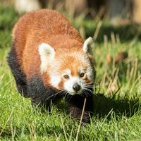 Red pandas - Animals of the ZooParc de Beauval