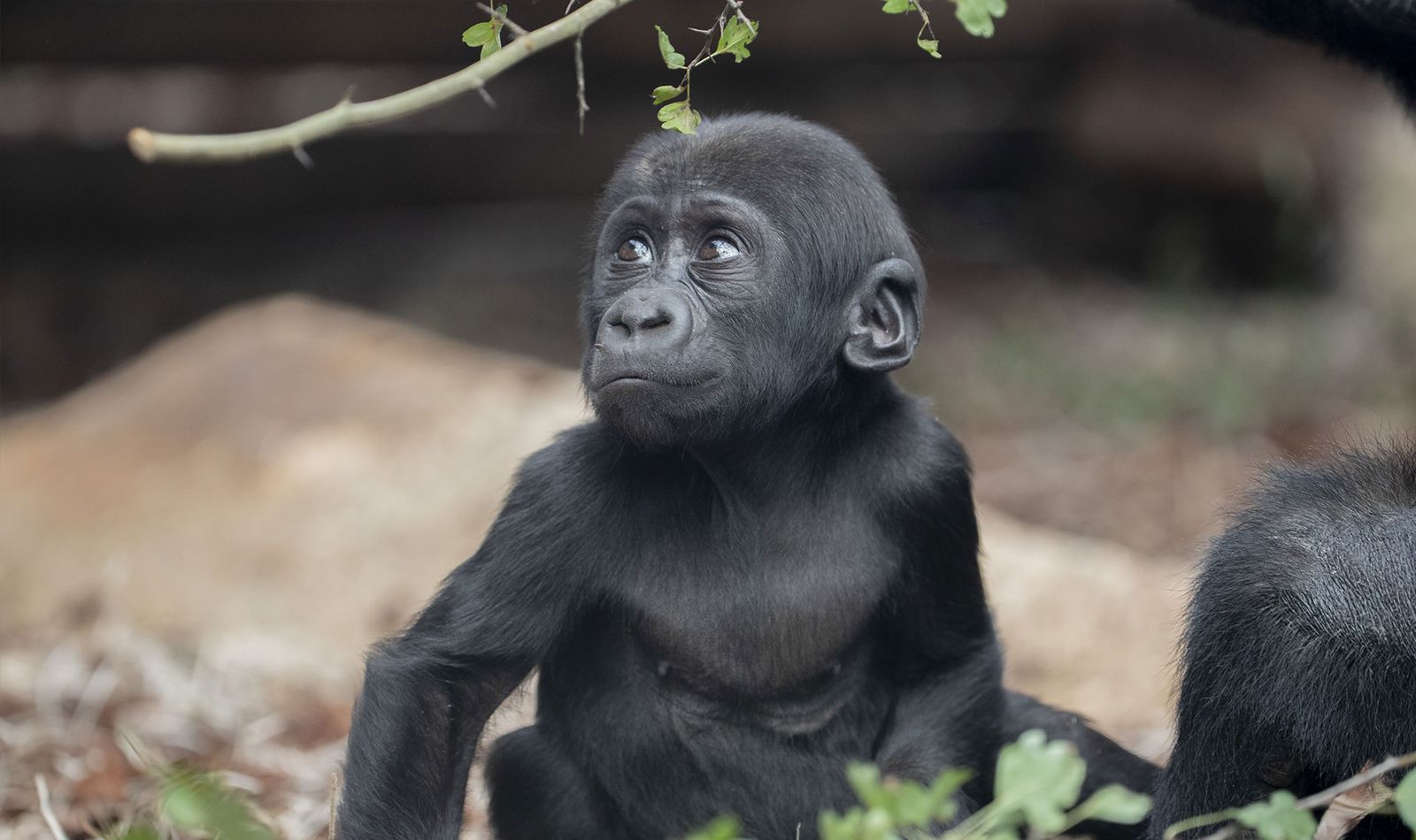 La Serre des Gorilles - Territoire du ZooParc de Beauval