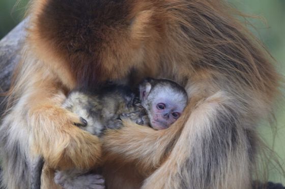 Naissance exceptionnelle d’un singe doré au ZooParc de Beauval