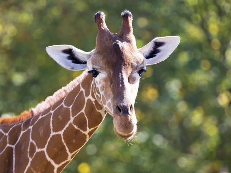 Girafe réticulée - Les athlètes de Beauval - Timbres La Poste