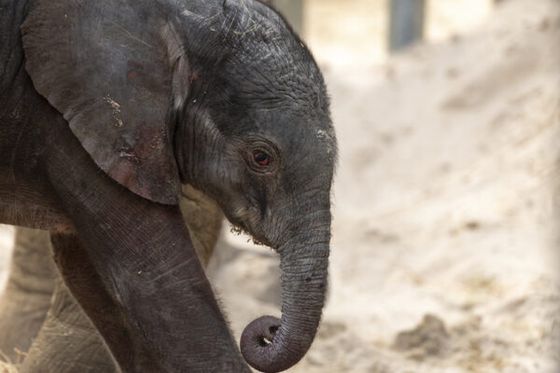 Naissance d’un deuxième éléphanteau : une nouvelle femelle a rejoint le groupe !