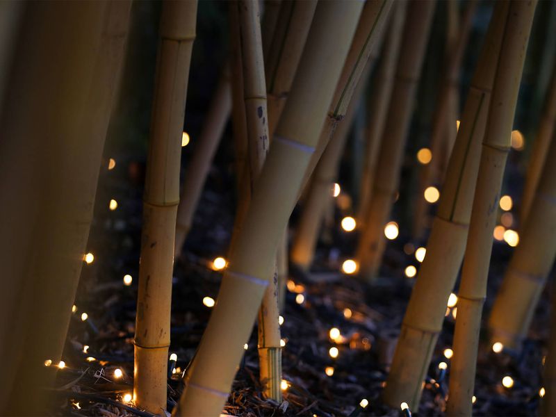 Noël à Beauval - Illuminations - ZooParc de Beauval