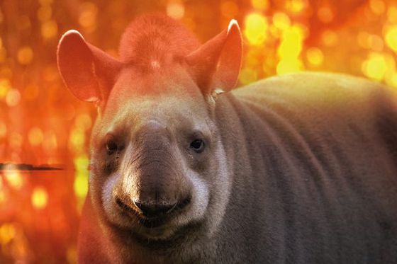 Beauval Nature lance un appel à dons pour le Pantanal