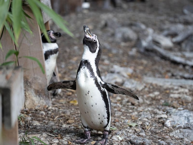 Humboldt penguin