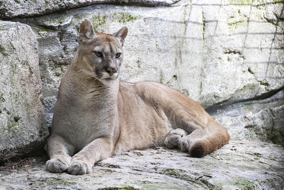 Puma