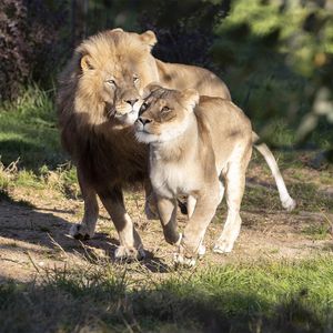 La Terre des Lions - Territoire du ZooParc de Beauval