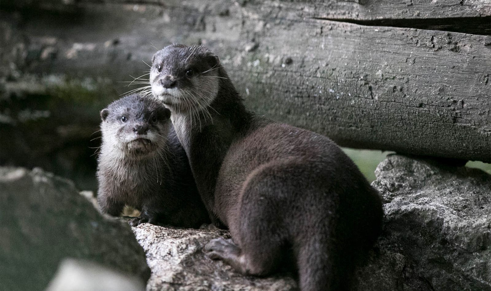 Mignonne loutre, où vis-tu? - Bioparc