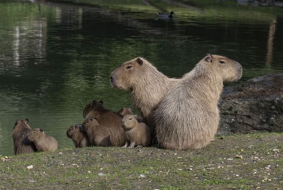 Famille de capybaras - Les animaux de la Pampa Sud-Américaine - ZooParc de Beauval