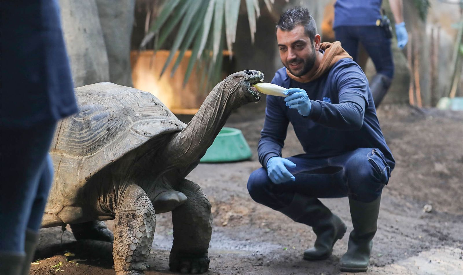 Activité Soigneur d'un Jour Famille - Contact privilégié avec tortues - Au plus près des animaux - ZooParc de Beauval